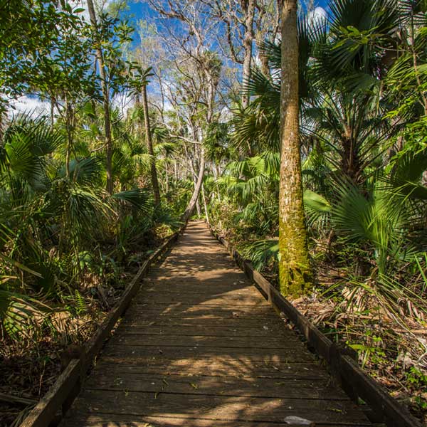 Ocala National Forest hiking path