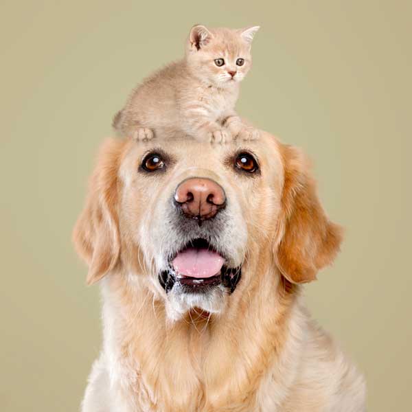 golden retriever dog with an orange cat sitting on his head.