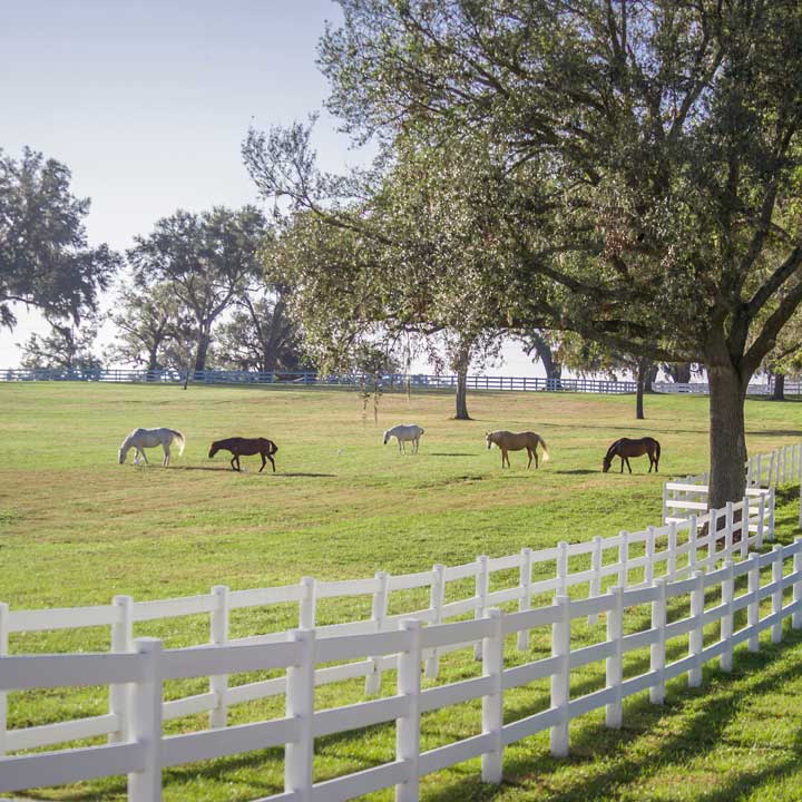 Paso Fino horses graze in scenic pasture, Ocala, FL. 
